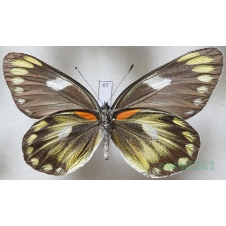 Delias zebuda Hewitson, 1862 female reverse Indonesia, Sulawesi65